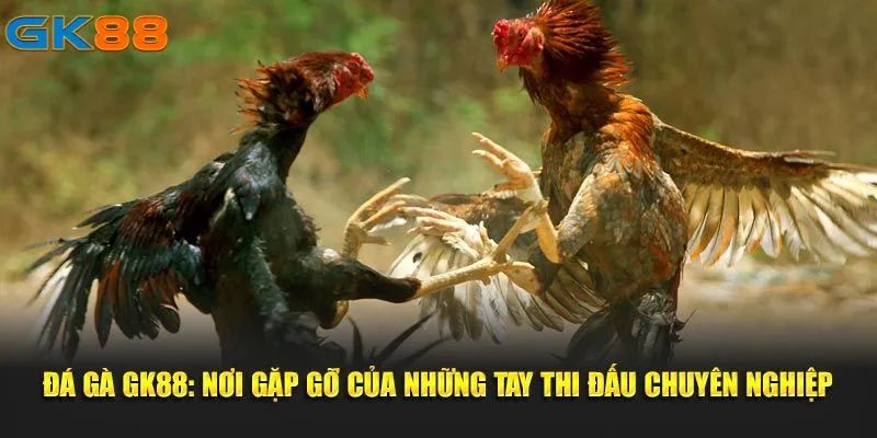 Giới thiệu sảnh đá gà GK88